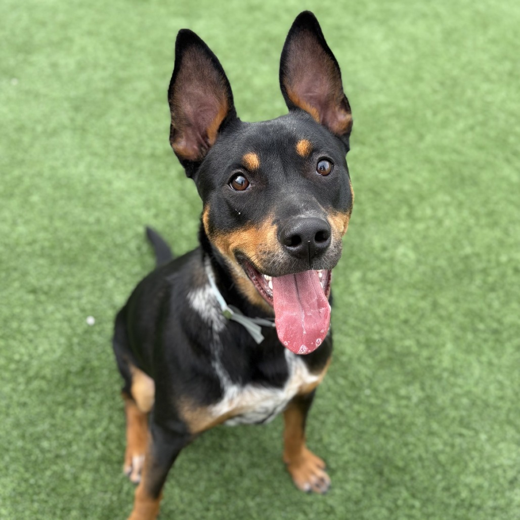 Packer is a 1-year-old, male, Australian kelpie mix. (Photo courtesy...