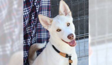 Bobsled and Mochi are ready for adoption – Press Telegram