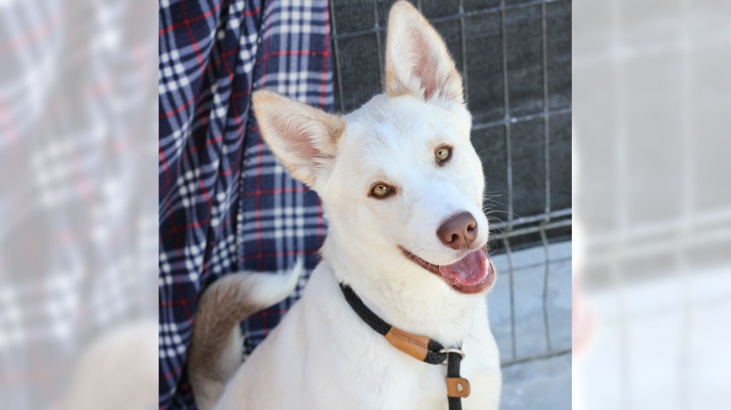 Bobsled and Mochi are ready for adoption – Press Telegram