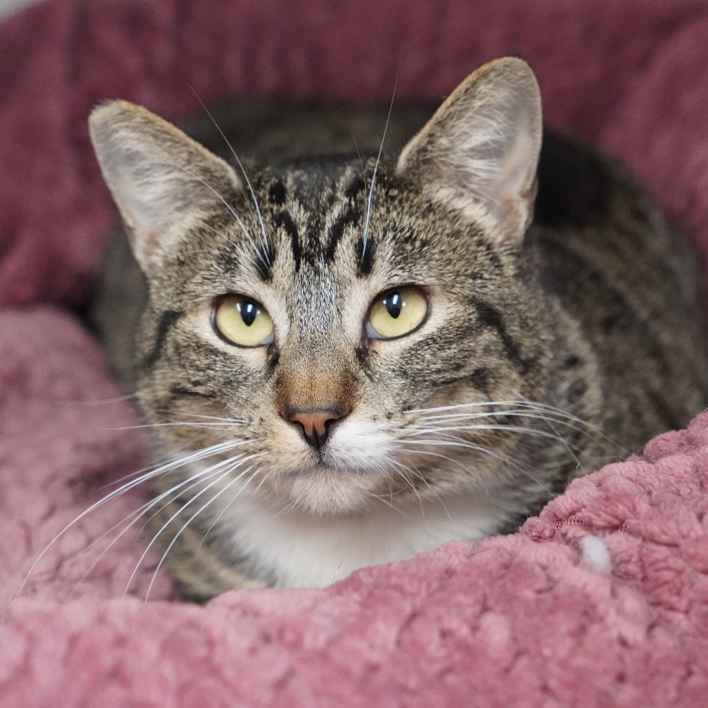 Mochi is a 2-year-old, female, brown tabby, domestic shorthair cat....
