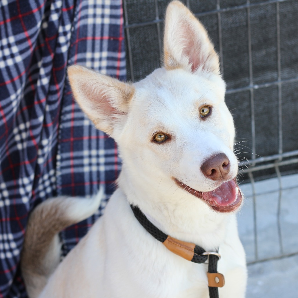Bobsled is a 9-month-old, female, shepherd husky mix dog. (Photo...