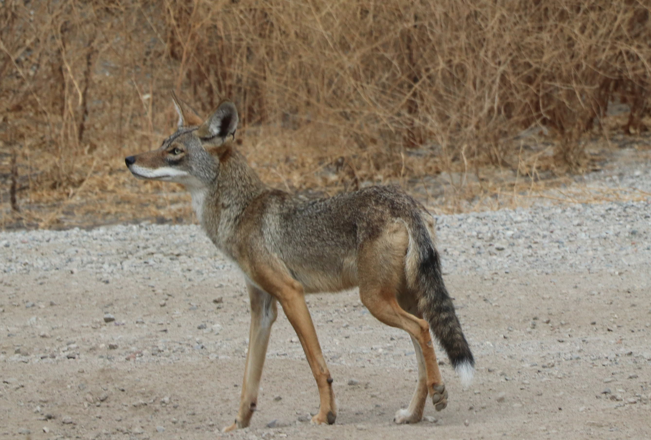 Willow Springs Park is home to a diversity of native...