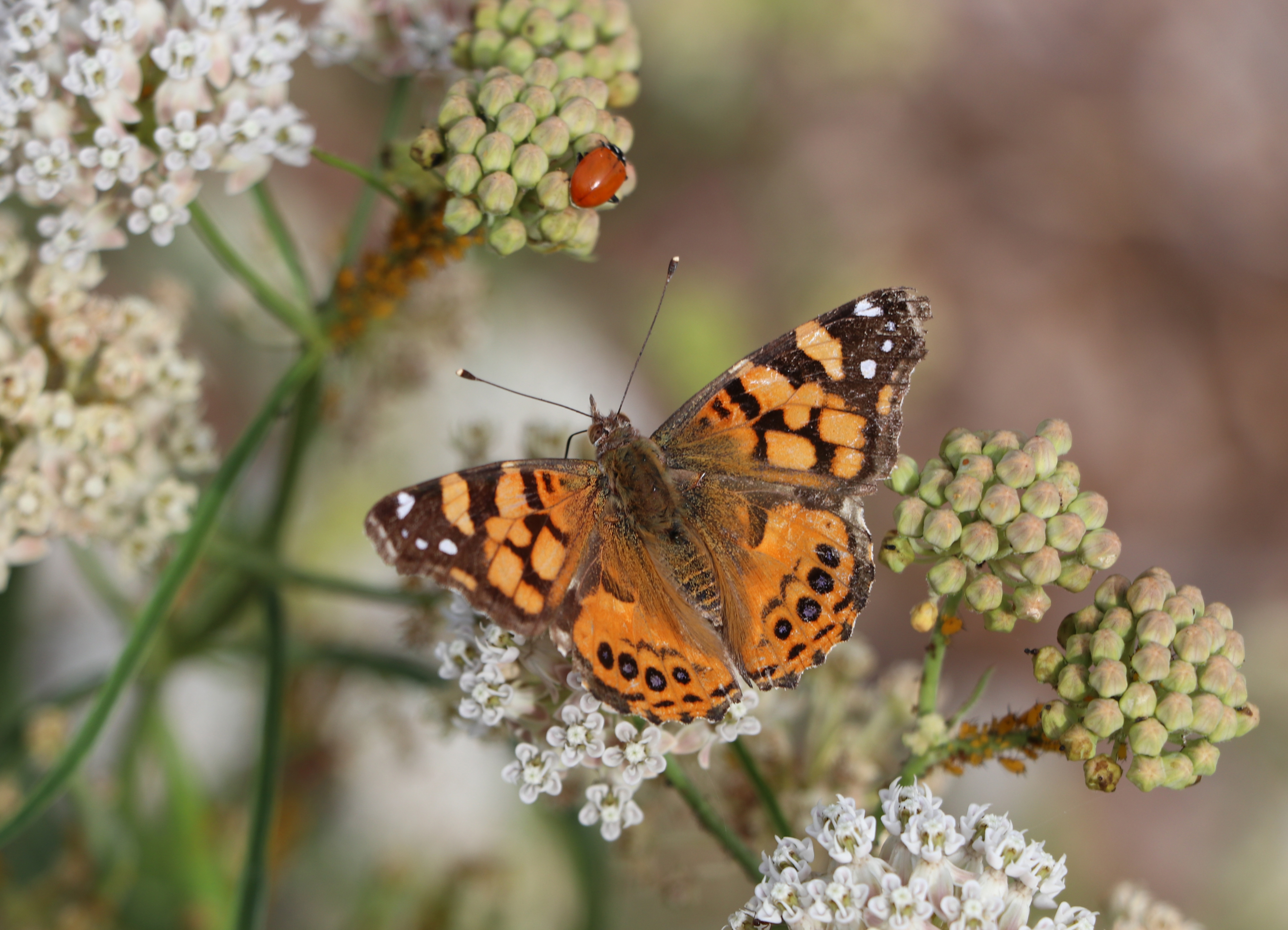 Willow Springs Park is home to a diversity of native...