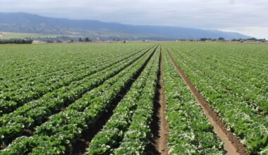 UC DAVIS: Study improves understanding of food safety risks in California Central Coast produce ~ MAVEN'S NOTEBOOK