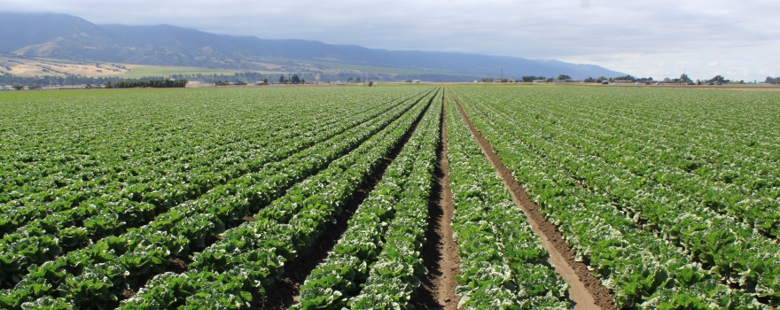 UC DAVIS: Study improves understanding of food safety risks in California Central Coast produce ~ MAVEN'S NOTEBOOK