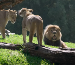 Male lion joins pride at San Diego Zoo Safari Park