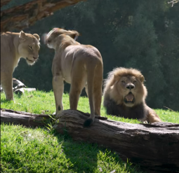 Male lion joins pride at San Diego Zoo Safari Park