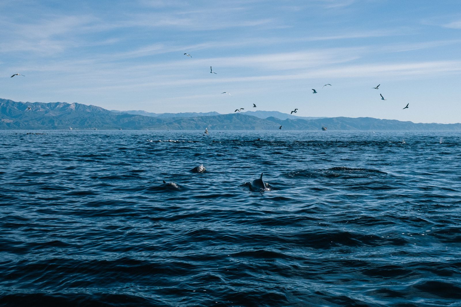 Image may contain Nature Outdoors Sky Horizon Sea Water Animal Bird Fish Sea Life Shark and Scenery
