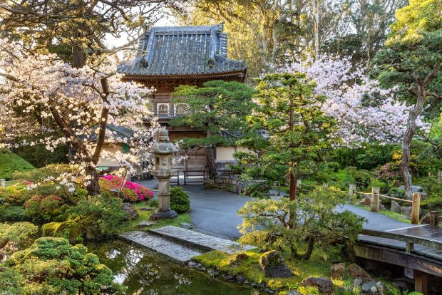 San Francisco's Japanese Tea Garden is a great place to see cherry blossoms. (Photo by Saxon Holt)