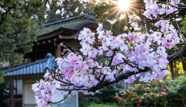 Want to see cherry blossoms? Head to this SF garden – Marin Independent Journal