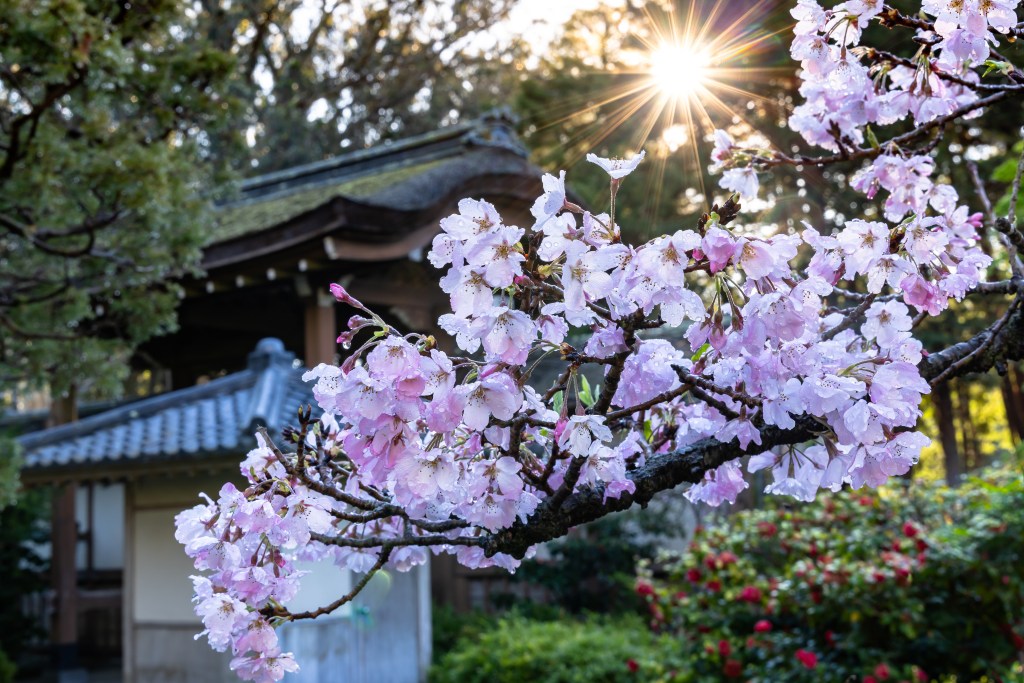 Want to see cherry blossoms? Head to this SF garden – Marin Independent Journal