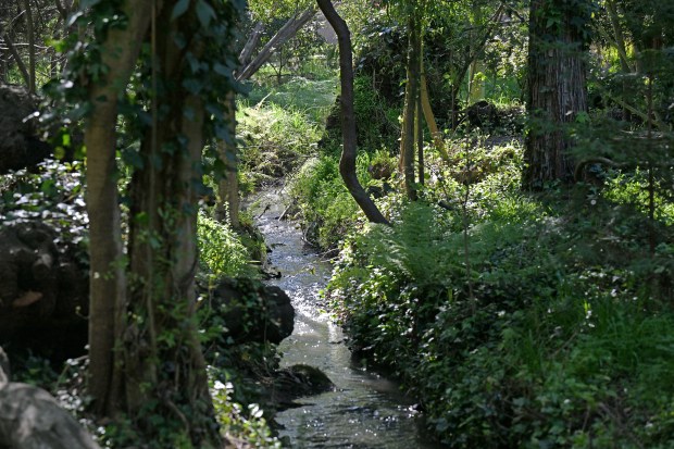 Willow Creek runs near Nevada Street in Sausalito, Calif., on Thursday, Feb. 26, 2026. Part of the upper section of the creek runs in an underground concrete culvert. (Alan Dep/Marin Independent Journal)