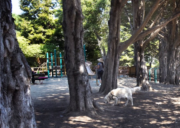 A dog explores Cypress Hollow Park in Tiburon on Friday, Sept. 9, 2022. (Sherry LaVars/Marin Independent Journal)