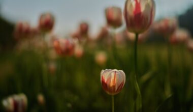 Colorful tulips to take over SF’s Union Square – Marin Independent Journal