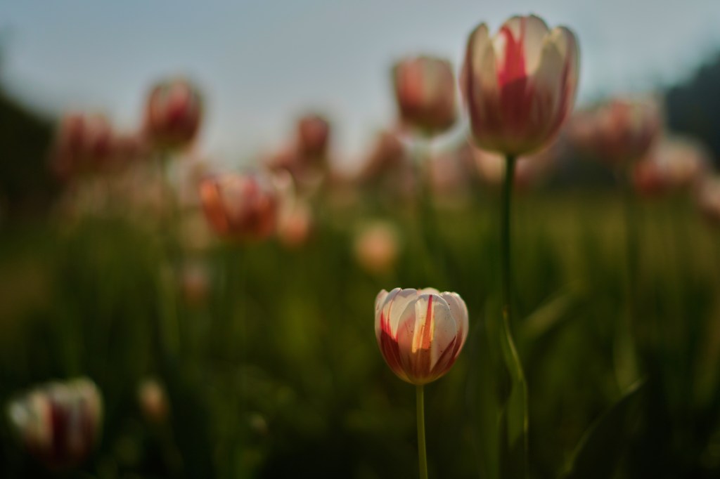 Colorful tulips to take over SF’s Union Square – Marin Independent Journal