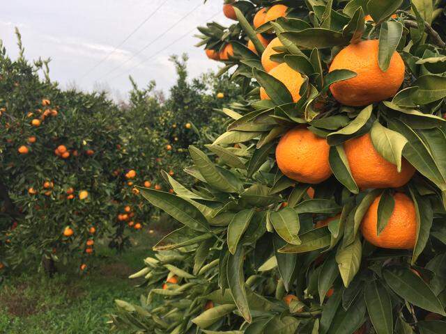  Mandarin trees grow well in the Sacramento area.
