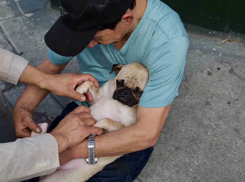 A man in a blue shirt holds a small pug in his arms while another person gently touches the dog’s legs; they are sitting on a concrete surface outdoors.