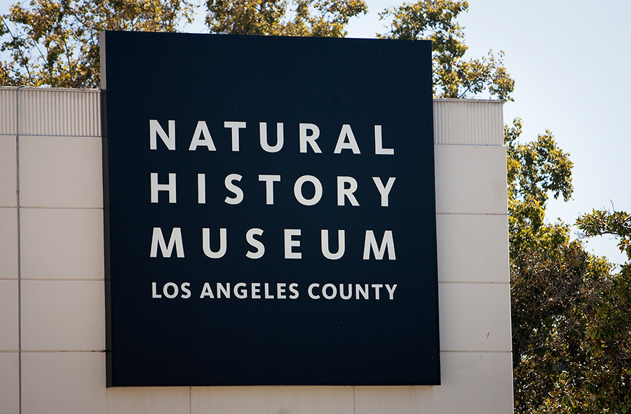 Natural History Museum to Open Orcas Exhibit