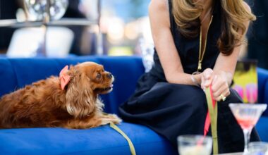 Humane Society’s fundraiser celebrates fur-ever friends – The Mercury News