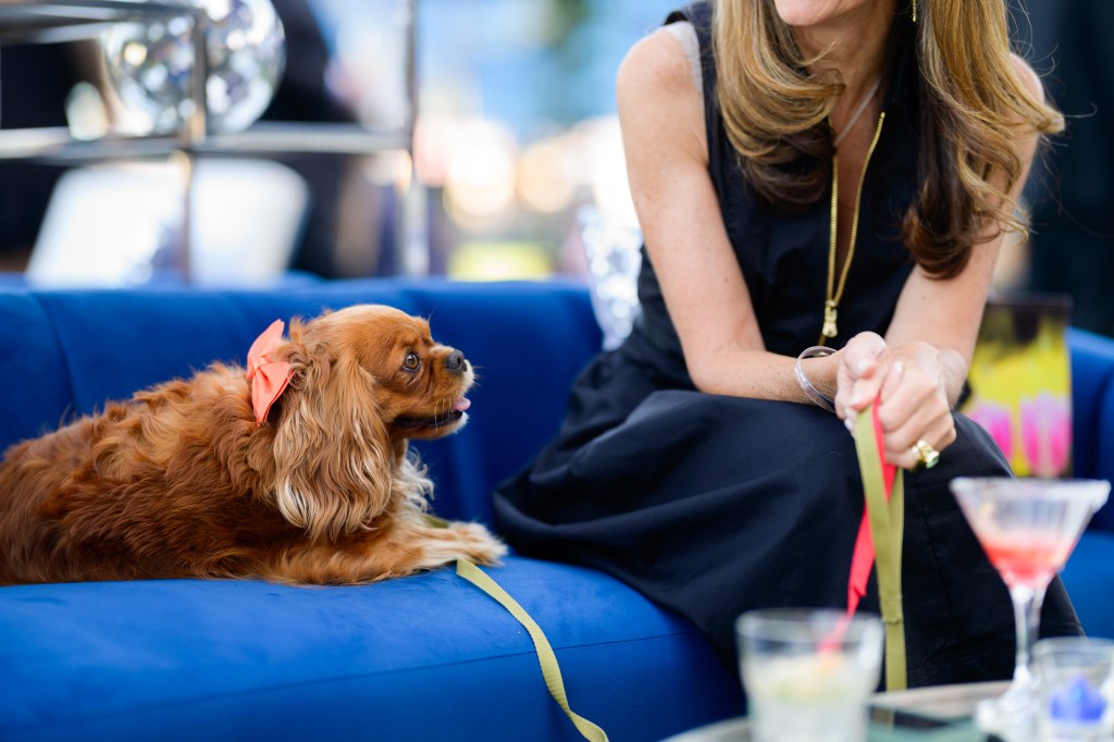 Humane Society’s fundraiser celebrates fur-ever friends – The Mercury News