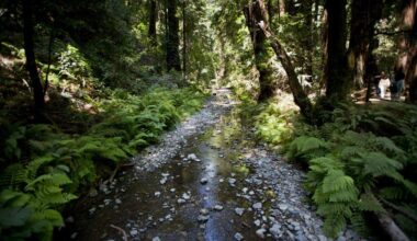 Redwood Creek flows through the 500-year-old California Redwoods in Cathedral and Bohemian groves in Muir Woods National Monument. The secretive club is in a section of Muir Woods.