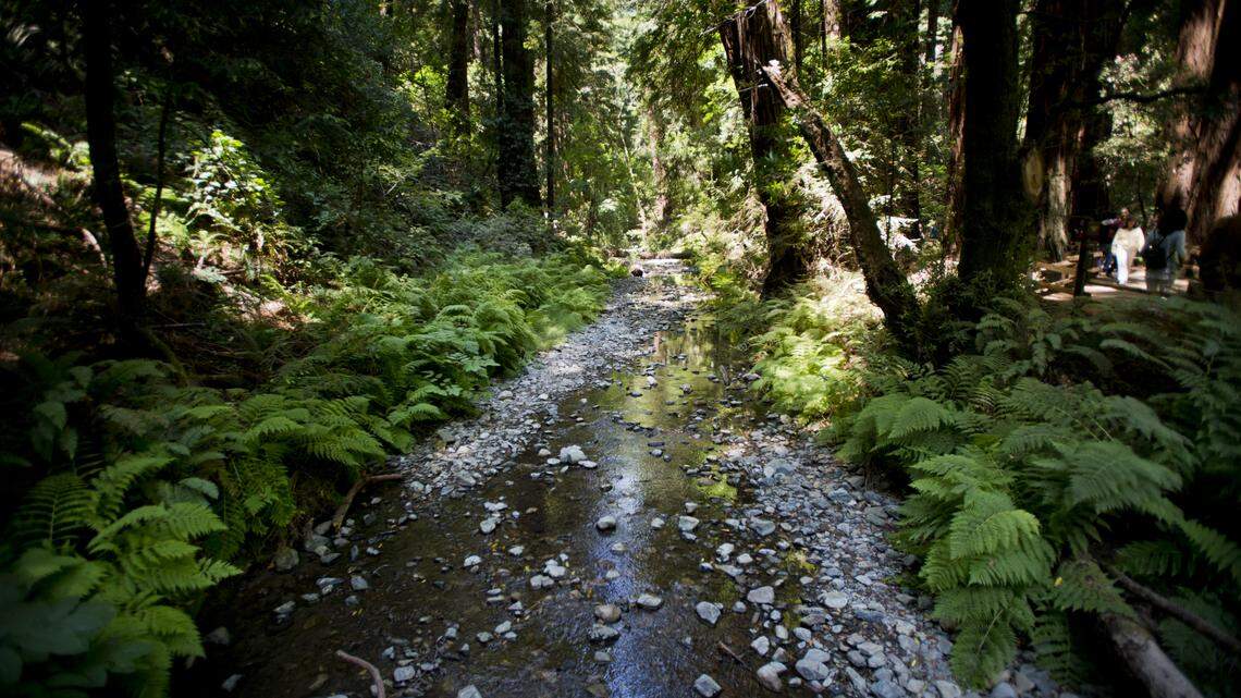 Redwood Creek flows through the 500-year-old California Redwoods in Cathedral and Bohemian groves in Muir Woods National Monument. The secretive club is in a section of Muir Woods.