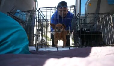 San Diego pets transported to Tijuana vets for lower-cost care – NBC 7 San Diego