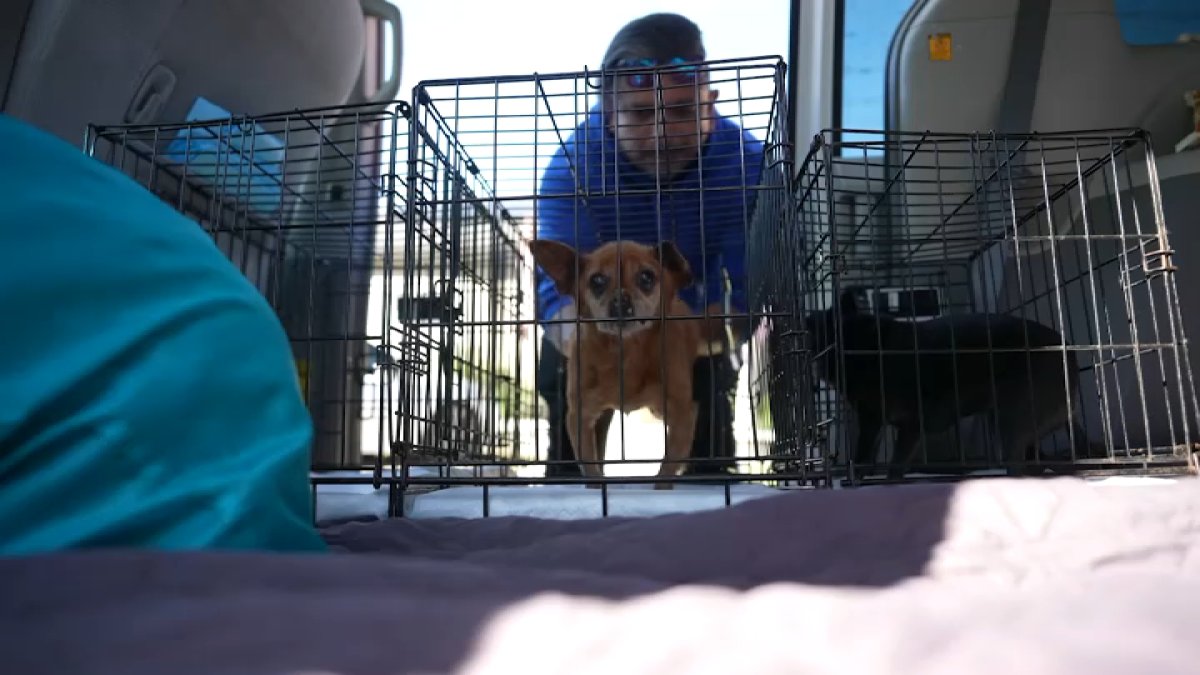 San Diego pets transported to Tijuana vets for lower-cost care – NBC 7 San Diego
