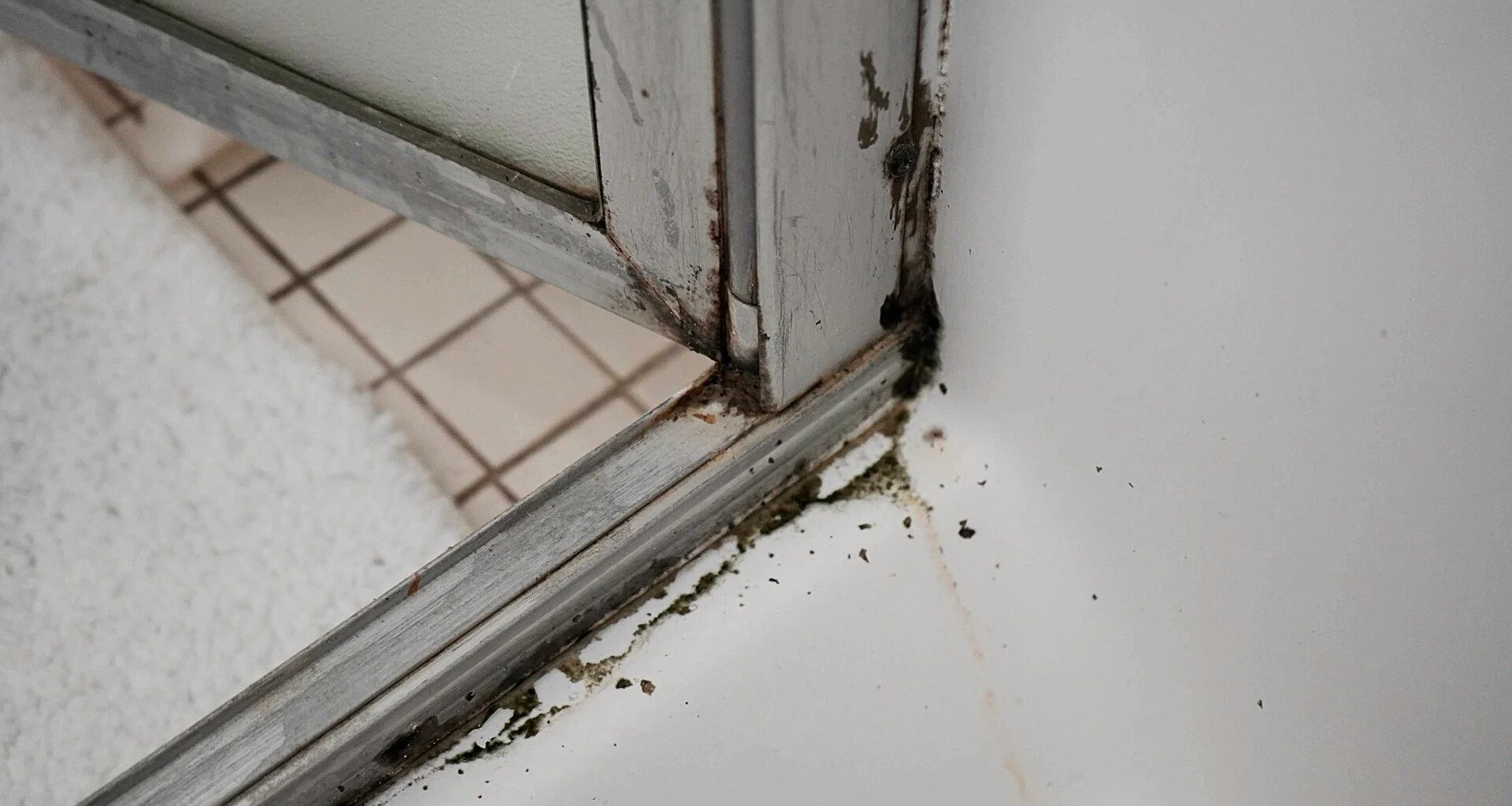 Do dorm mold horror stories spread faster than microbial growth? — The Panther Newspaper