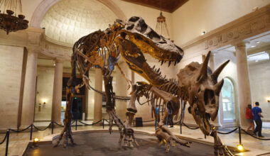 This California Museum Has The World's Only Display Of Baby, Juvenile, And Adult Tyrannosaurus Rex Skeletons — Here's How You Can See It For Free