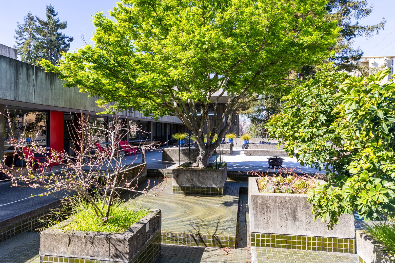 A large tree grows out of a square planter box on a rooftop patio
