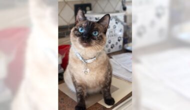 Siamese Coco captivates with her eyes of blue – Orange County Register