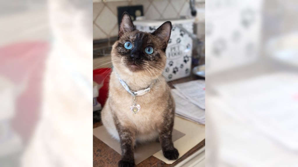 Siamese Coco captivates with her eyes of blue – Orange County Register