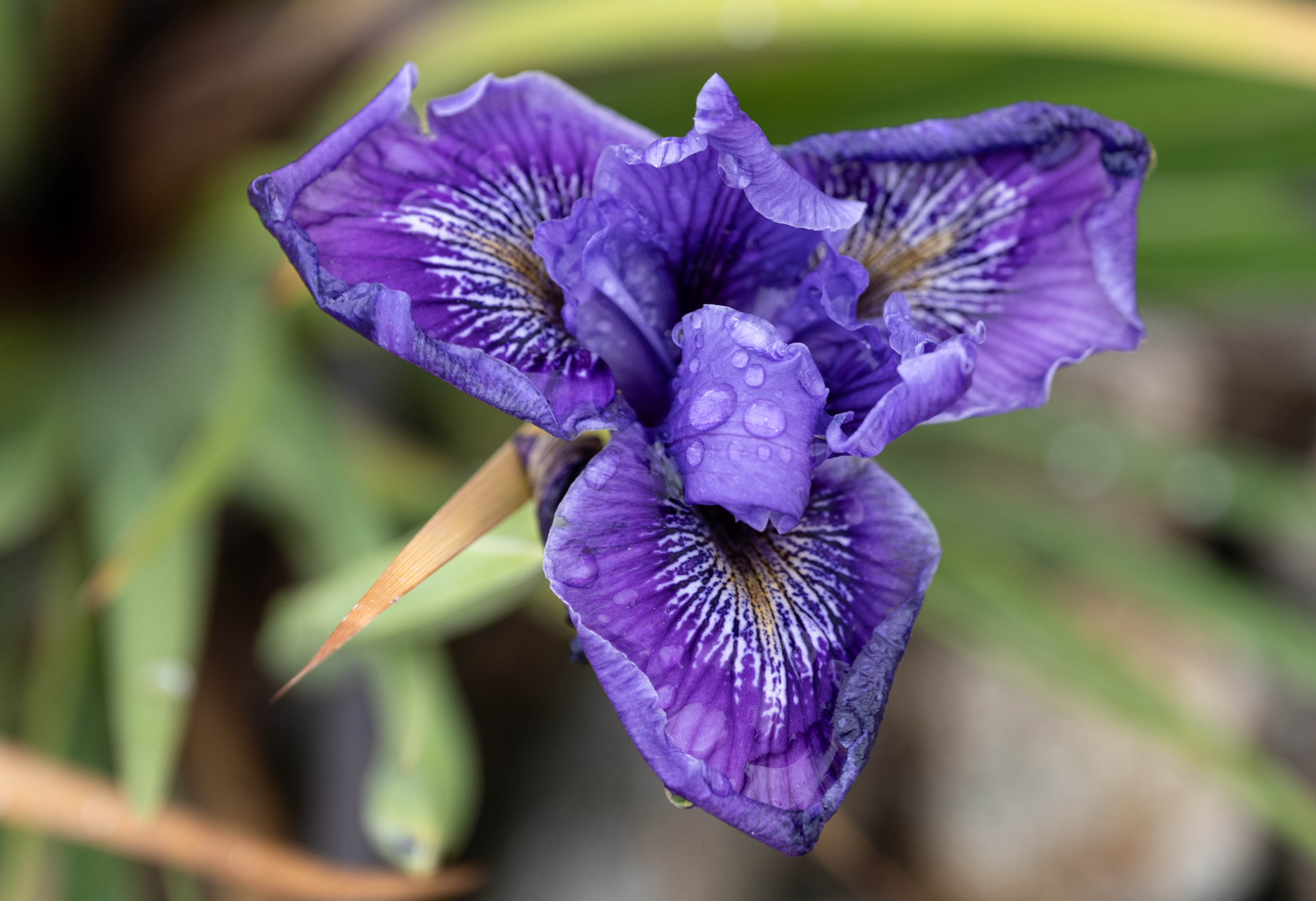 Drought-tolerant, colorful plants adorn the garden area of the new...