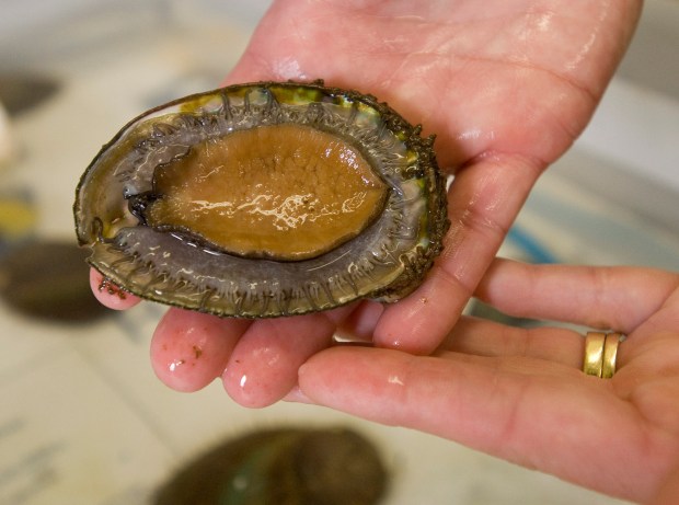 Marine biologist Nancy Caruso shows the under side of a green abalone raised in a classroom tank at Pacifica High in Garden Grove.The once abundant abalone are now a rare species, nearly wiped out in Southern California by disease and over harvesting. (File photo: Jeff Harris/SCNG)