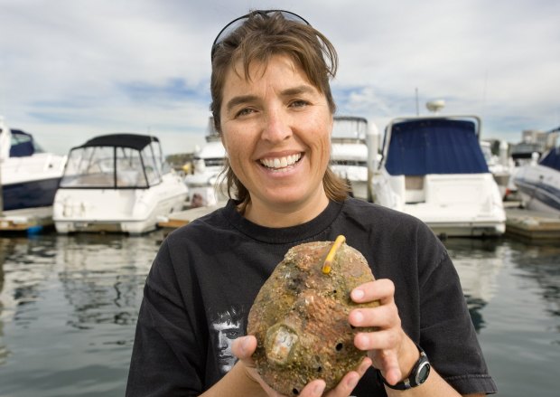 Marine biologist Nancy Caruso restored the kelp forests near Crystal Cove in Newport Beach and then placed mature abalone, like the 10-year-old one she holds, in the ocean to study their outcome. (File photo: MINDY SCHAUER/SCNG)