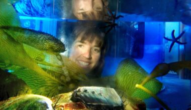 Green abalones placed at secret spot off Orange County with hopes of restoring struggling species – Orange County Register