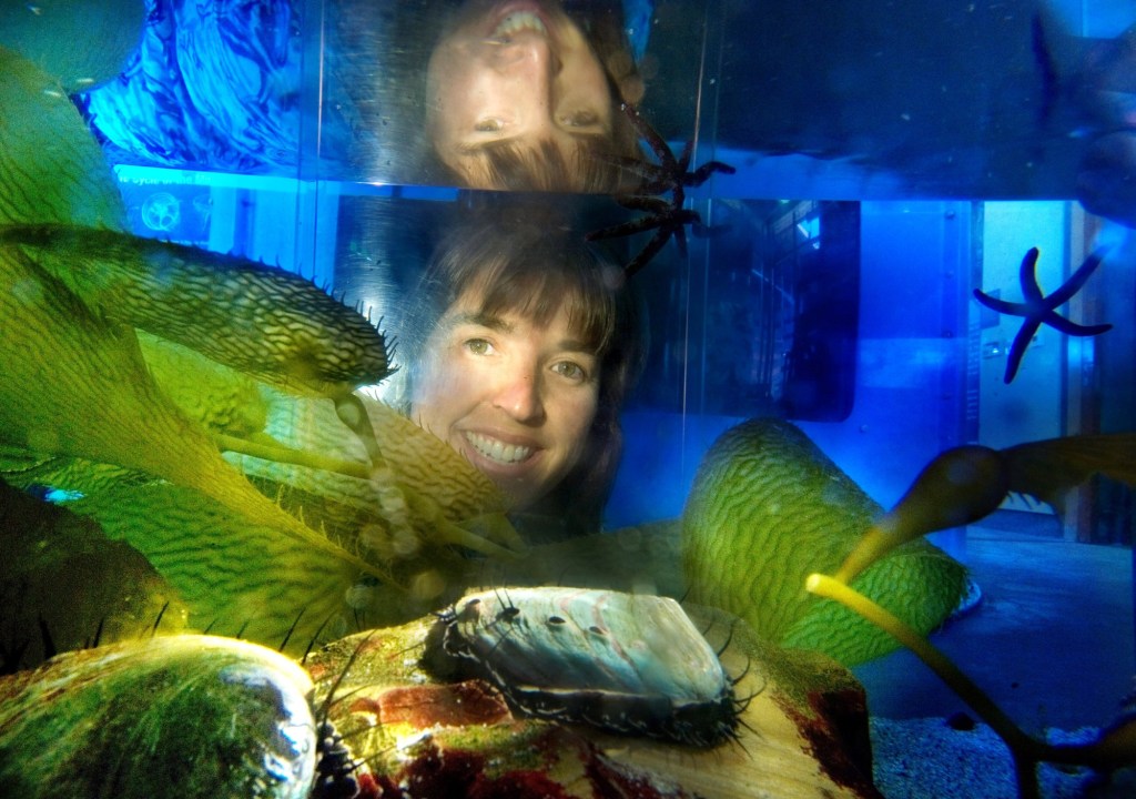 Green abalones placed at secret spot off Orange County with hopes of restoring struggling species – Orange County Register