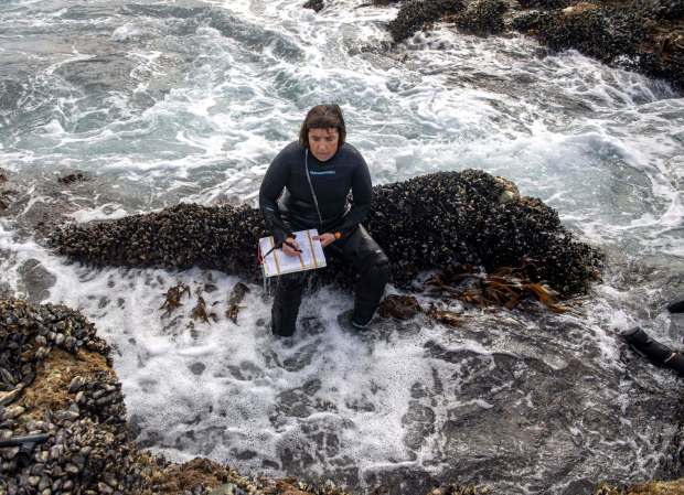 Marine biologist Nancy Caruso at Table Rock Beach in Laguna. She and a team of volunteers search for signs that the depleted abalone are reproducing again on Tuesday, March 5, 2019. (Photo by Mindy Schauer, Orange County Register/SCNG)