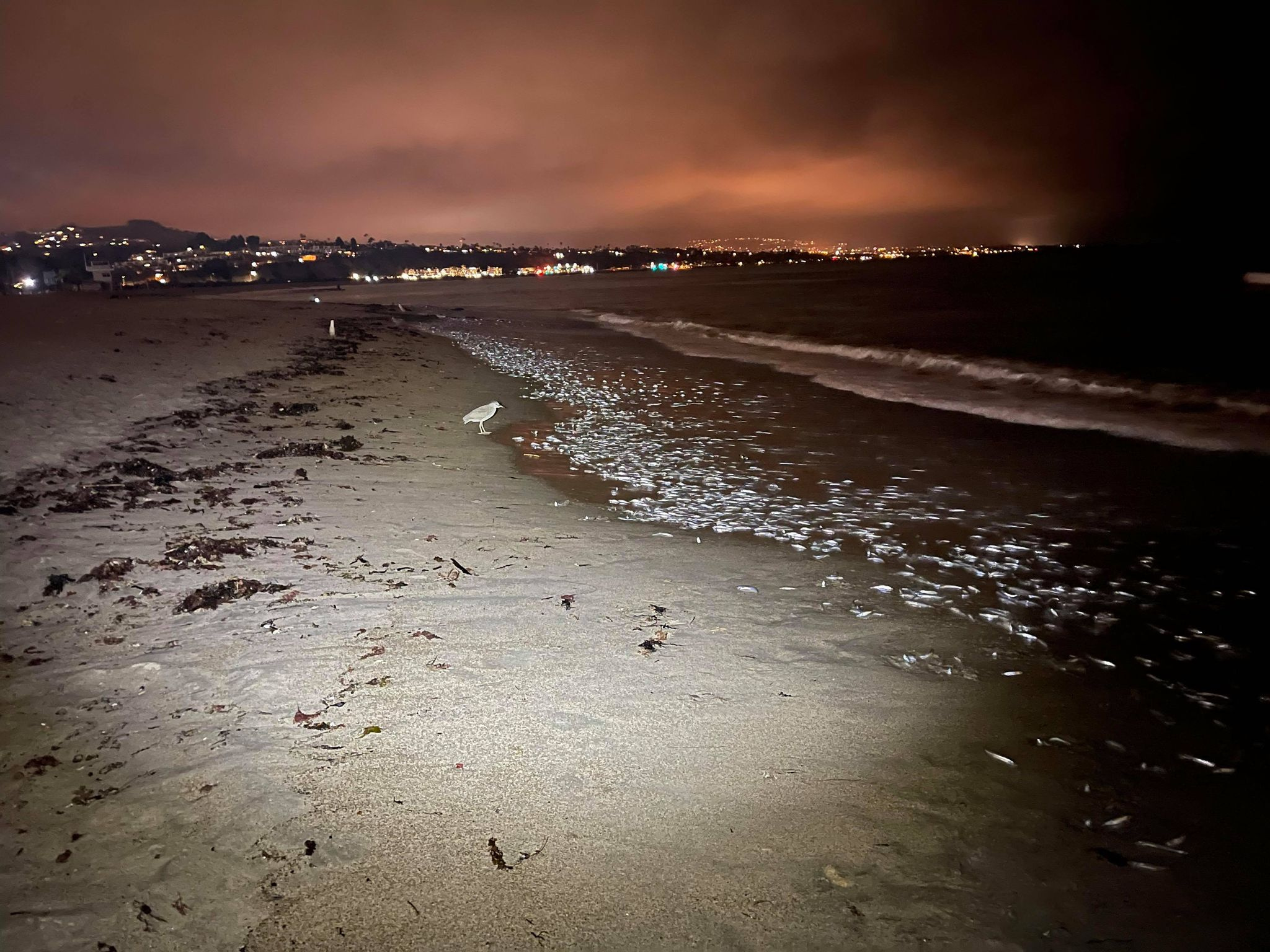 Grunion are running this week on local beaches, an interesting...