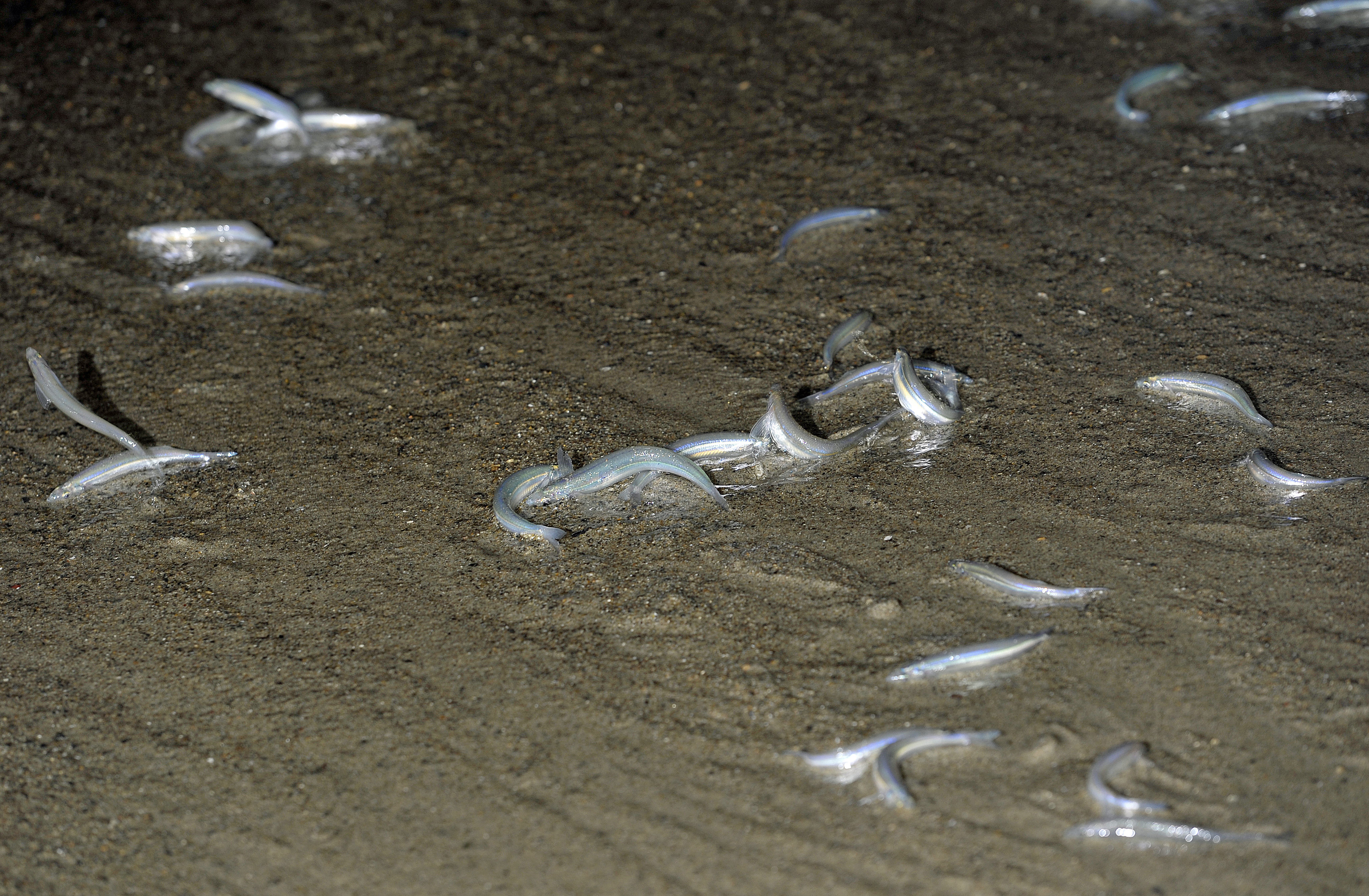 Doheny State Beach in Dana Point is one of the...