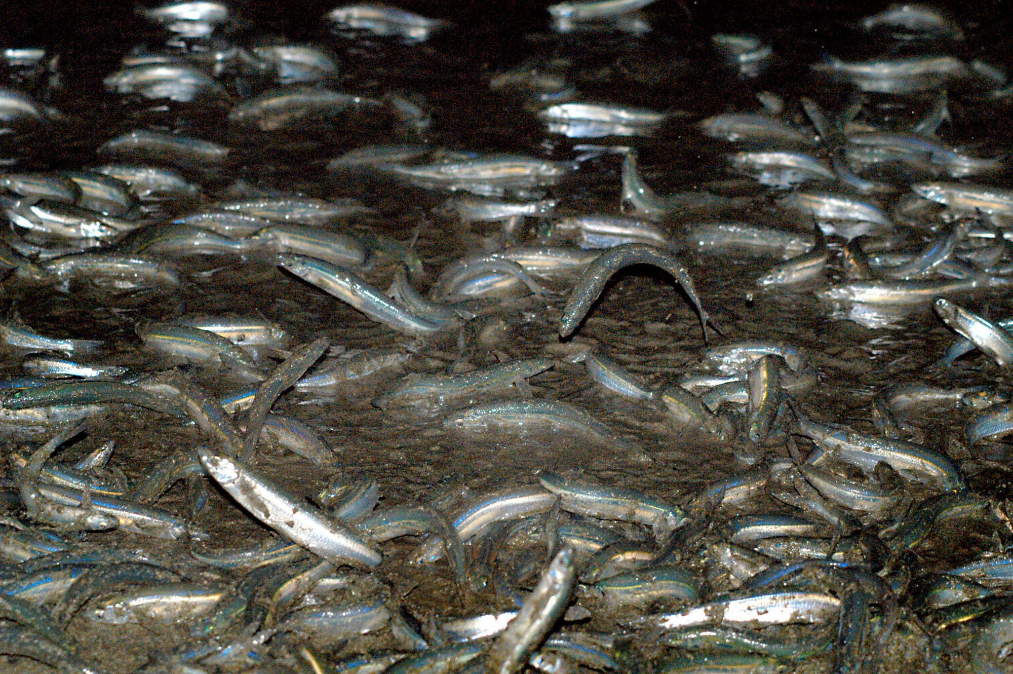 Grunion season kicks off this week, with the first run...