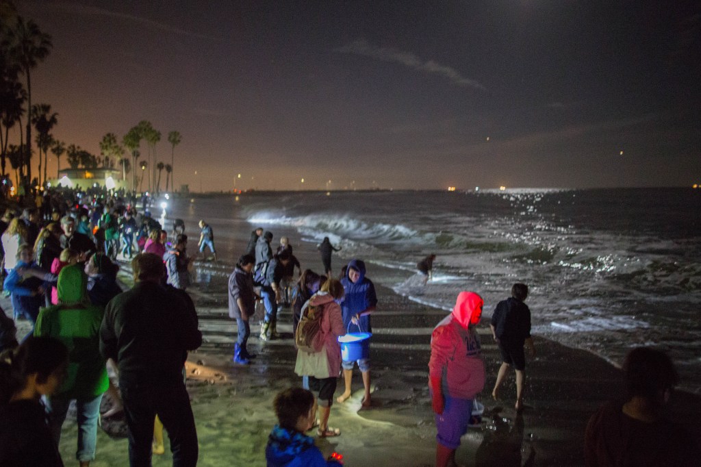 When is the 2026 Grunion run? How to see the fish out of water experience – Orange County Register