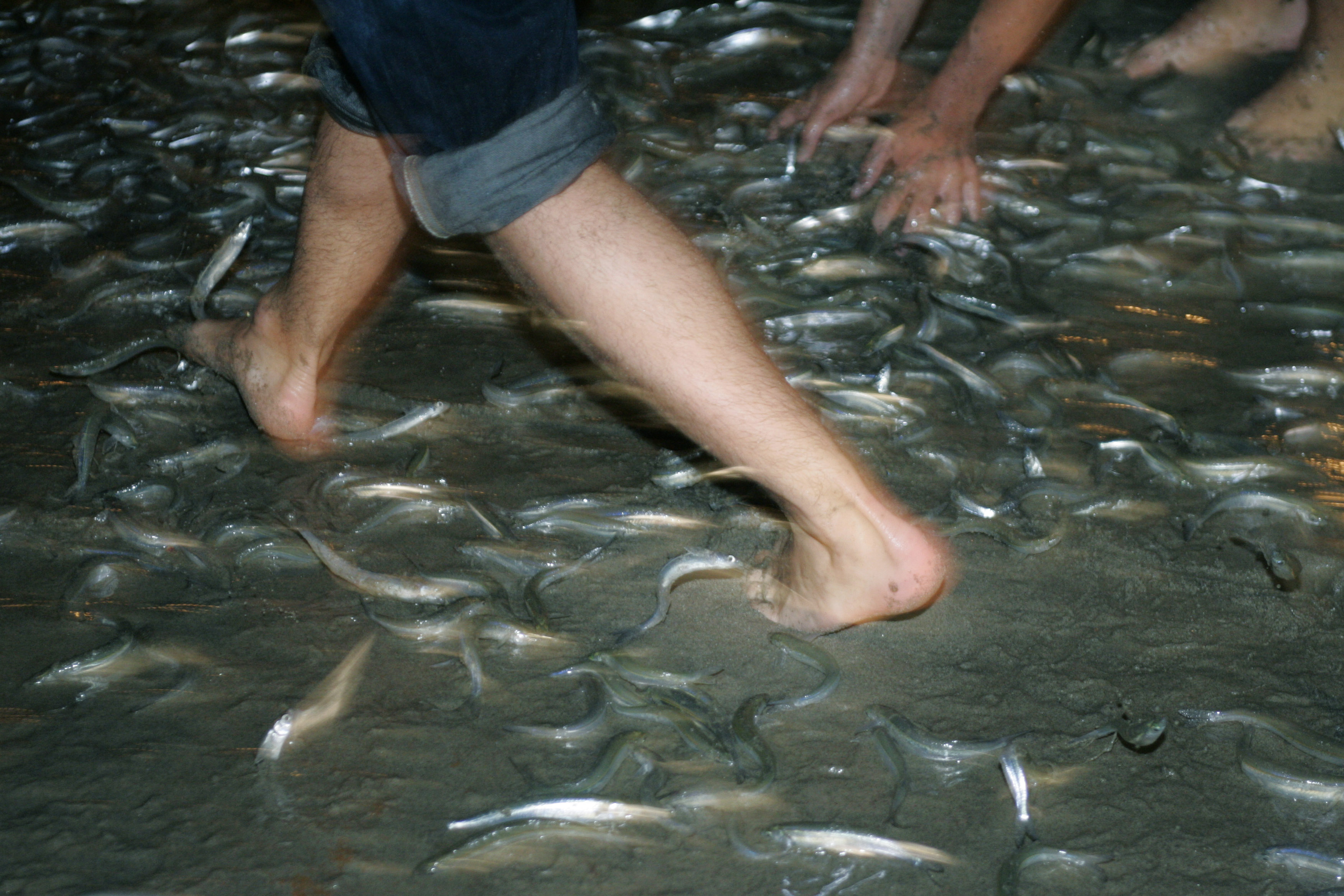 Thousands of grunion come ashore to lay and fertilize eggs...