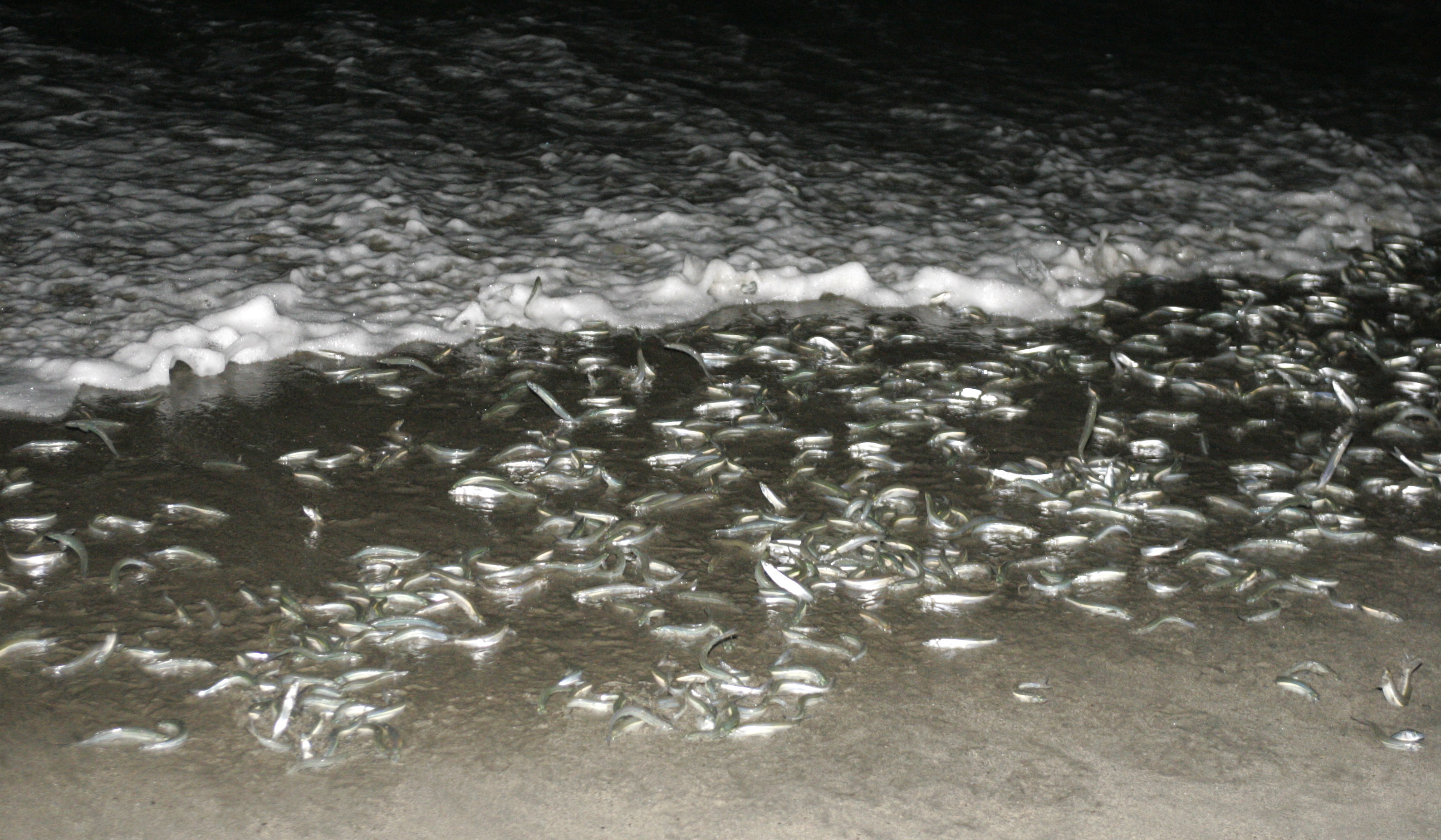 Thousands of grunion come ashore to lay and fertilize eggs...