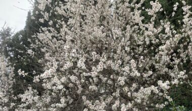 Why almond trees might become an option for more Southern California gardens – Orange County Register