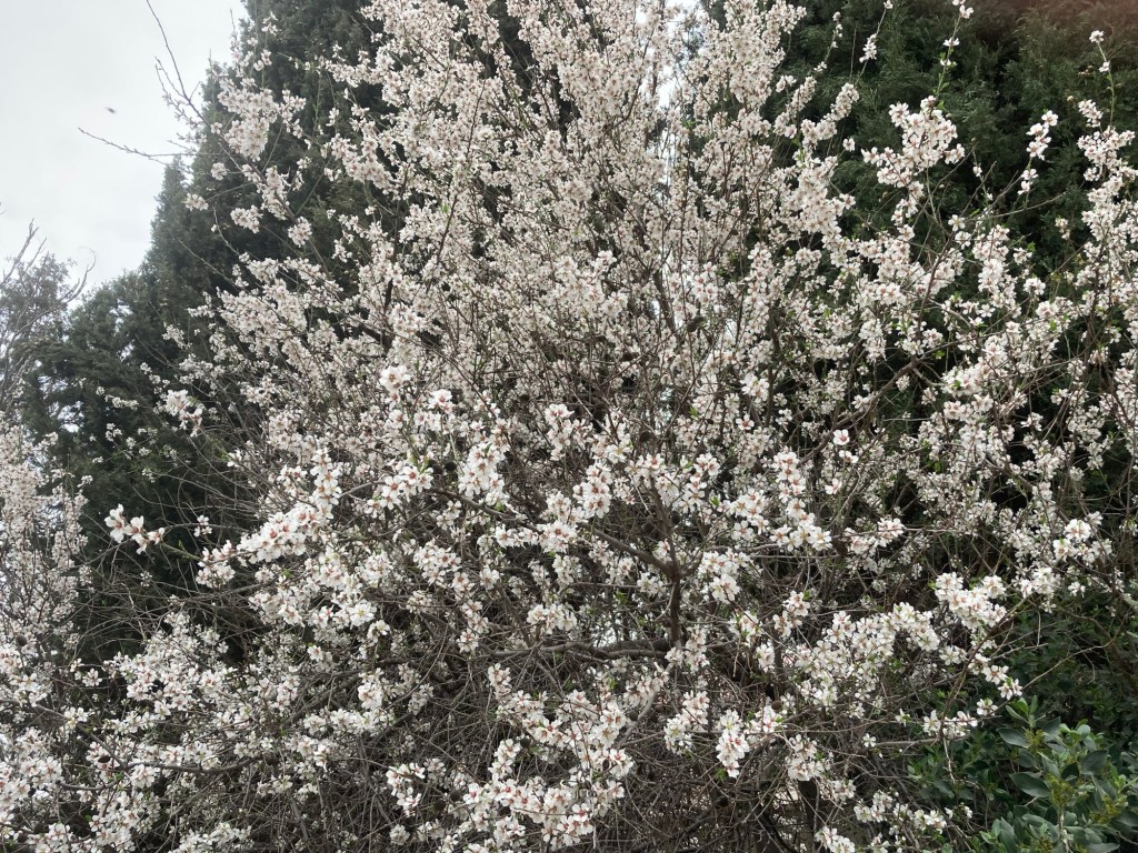 Why almond trees might become an option for more Southern California gardens – Orange County Register