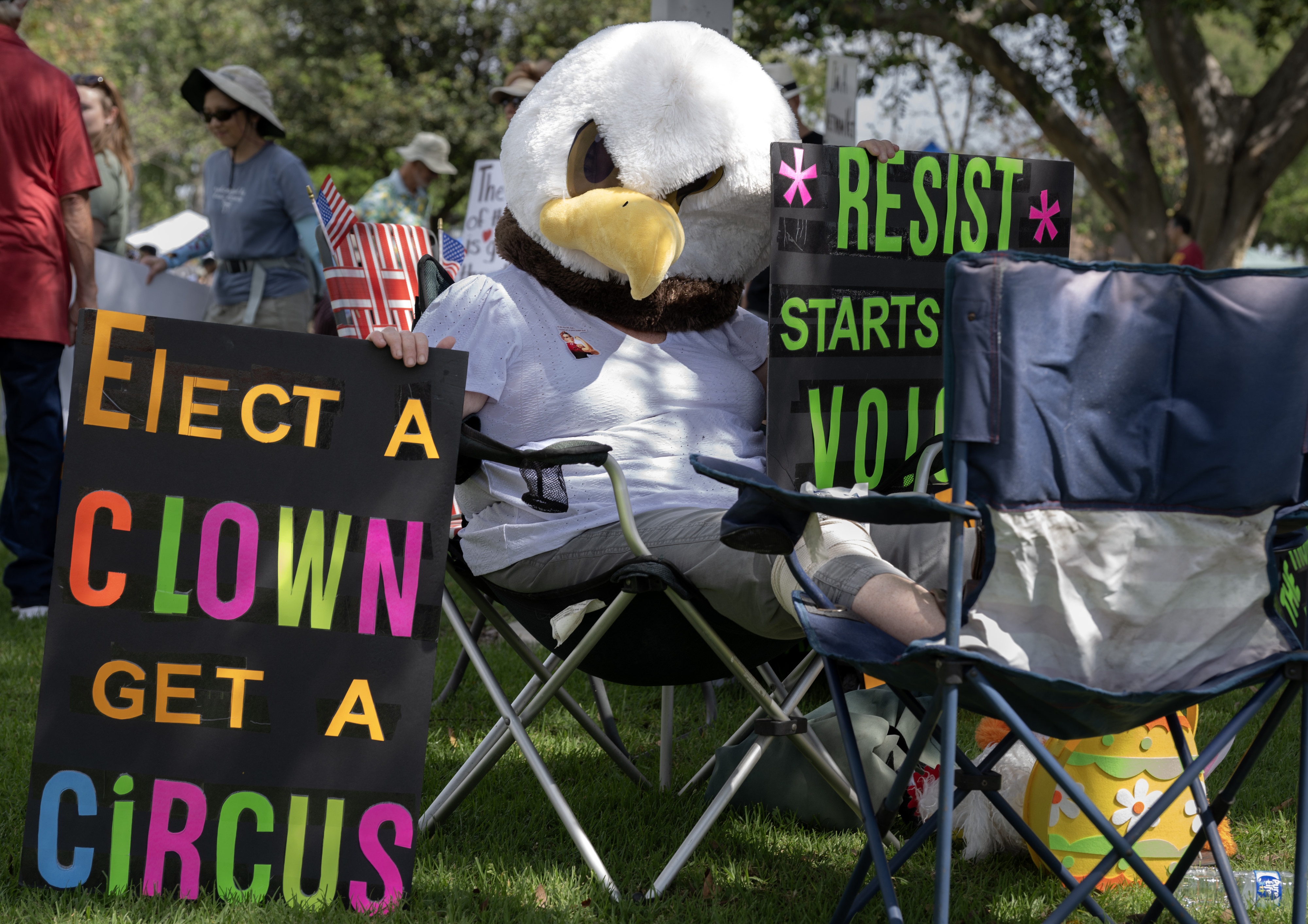 A tired bald eagle rests in the shade during the...