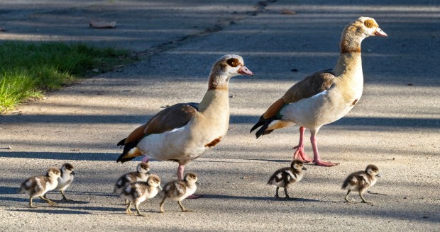 Egyptian geese and their goslings cross a pathway just after sunrise at Irvine Regional Park in Orange on Friday, February 27 2026. (Photo by Mark Rightmire, For the Orange County Register/SCNG)