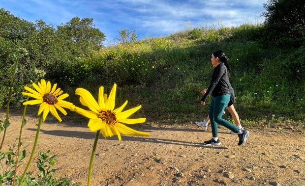 Hikers walking along the Wilderness Trail in Santiago Oaks Regional Park in Orange, pass by blooming California sunflowers on Saturday morning, February 28, 2026. (Photo by Mark Rightmire, For the Orange County Register/SCNG)